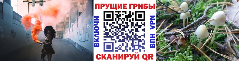 Купить закладки  Глазов  Псилоцибиновые грибы Psilocybe 